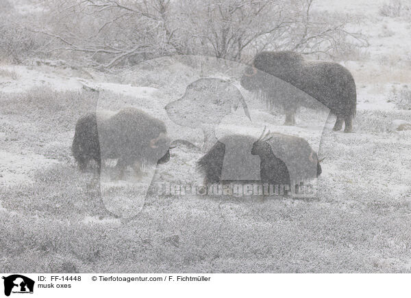 Moschusochsen / musk oxes / FF-14448