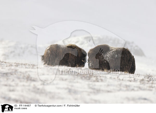 Moschusochsen / musk oxes / FF-14467