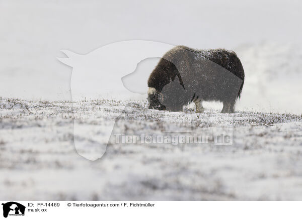 Moschusochse / musk ox / FF-14469