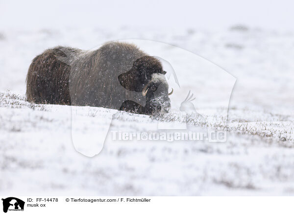 Moschusochse / musk ox / FF-14478