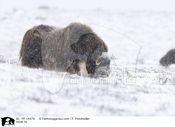 Moschusochse / musk ox / FF-14479