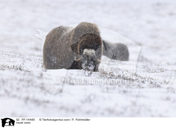 Moschusochsen / musk oxes / FF-14480