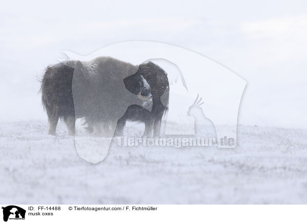 musk oxes / FF-14488