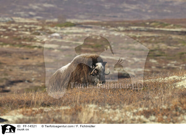 Moschusochse / musk ox / FF-14521