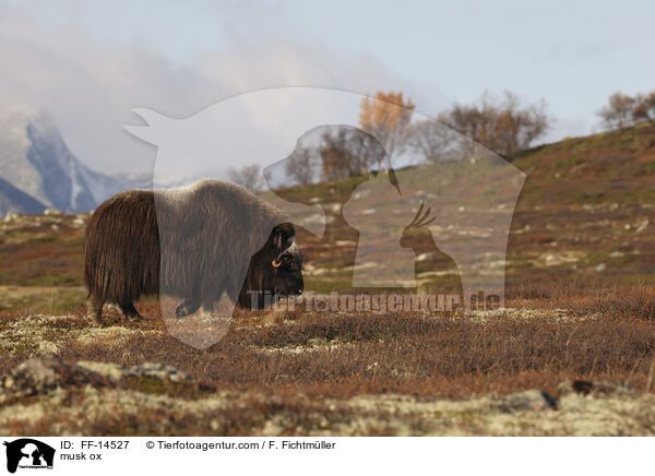 Moschusochse / musk ox / FF-14527