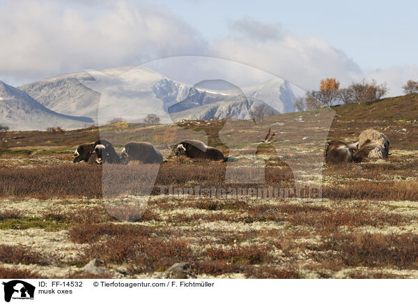 Moschusochsen / musk oxes / FF-14532