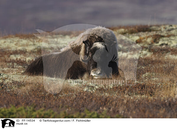 Moschusochse / musk ox / FF-14534