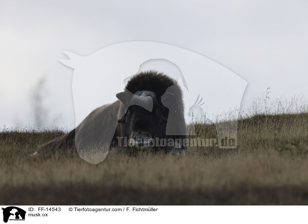 Moschusochse / musk ox / FF-14543