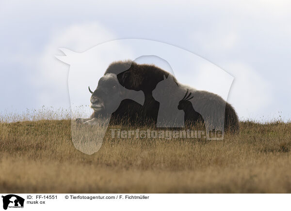 Moschusochse / musk ox / FF-14551