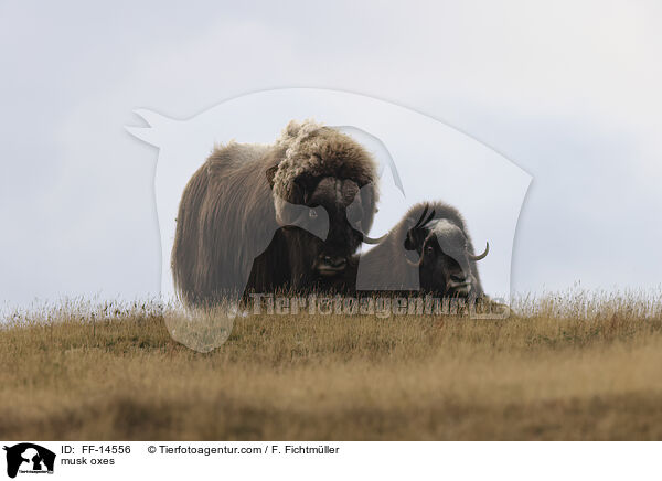 Moschusochsen / musk oxes / FF-14556