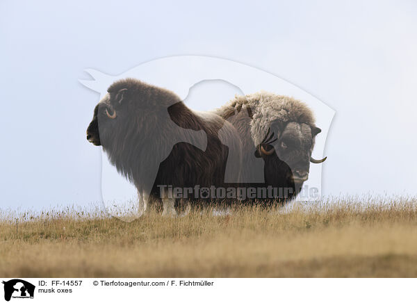 Moschusochsen / musk oxes / FF-14557