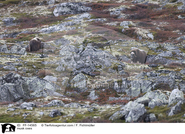 Moschusochsen / musk oxes / FF-14565