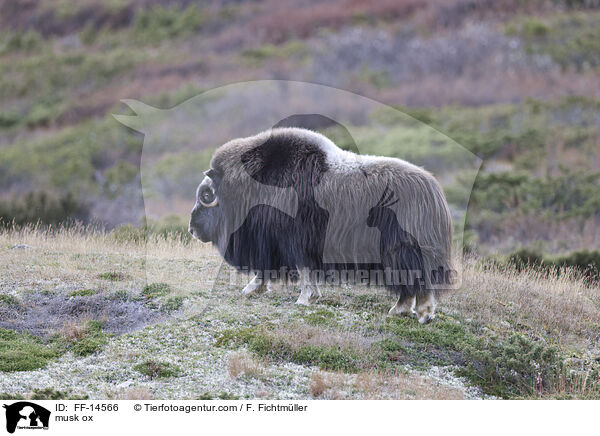 musk ox / FF-14566