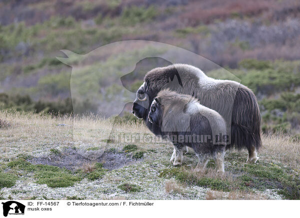 Moschusochsen / musk oxes / FF-14567