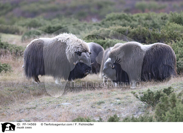 musk oxes / FF-14569