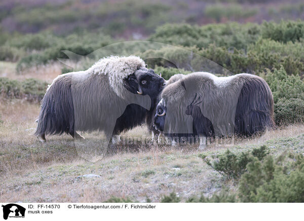 musk oxes / FF-14570