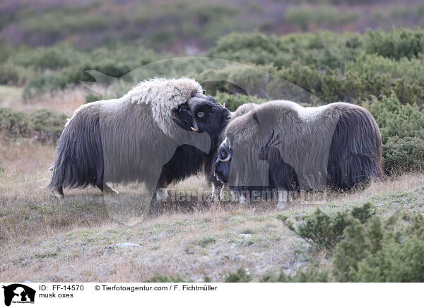 Moschusochsen / musk oxes / FF-14570