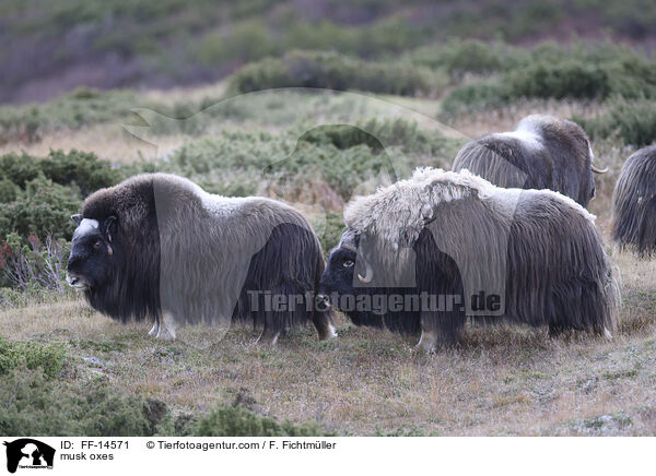 musk oxes / FF-14571