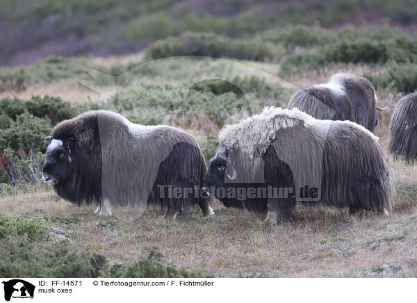 Moschusochsen / musk oxes / FF-14571