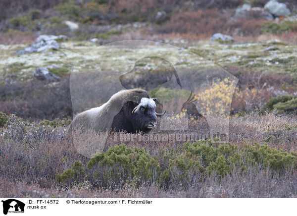 Moschusochse / musk ox / FF-14572