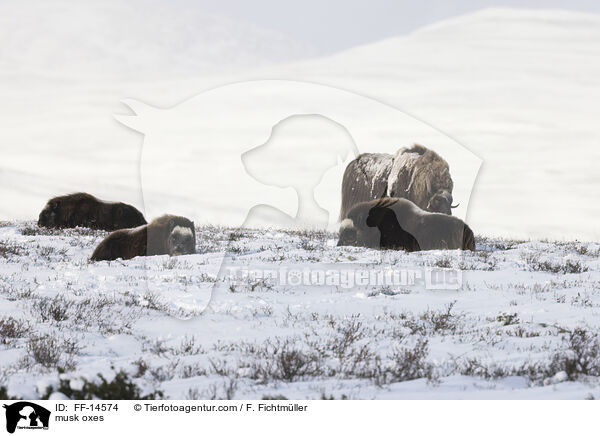 musk oxes / FF-14574