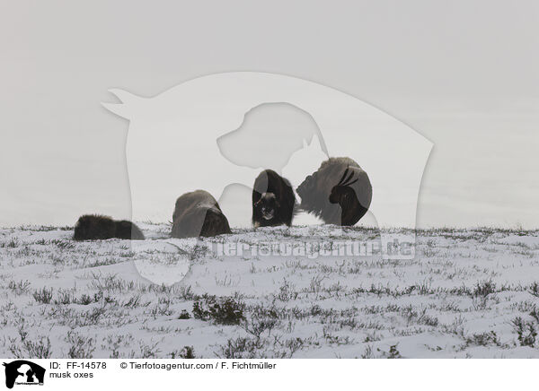 Moschusochsen / musk oxes / FF-14578