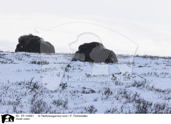musk oxes / FF-14581