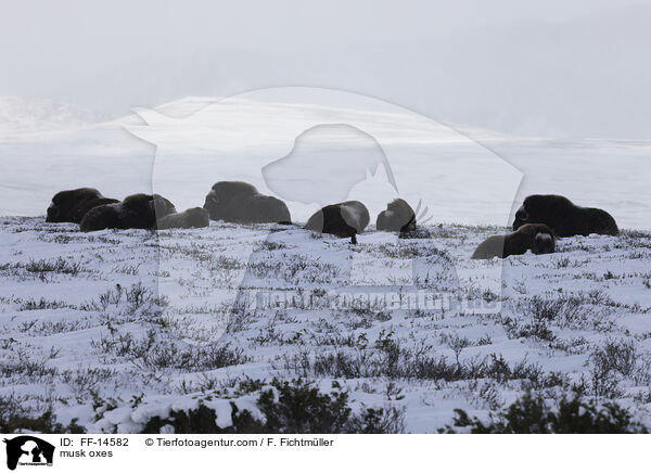 Moschusochsen / musk oxes / FF-14582