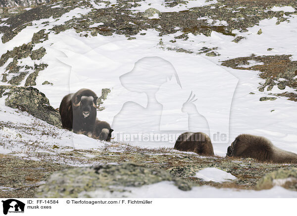 musk oxes / FF-14584