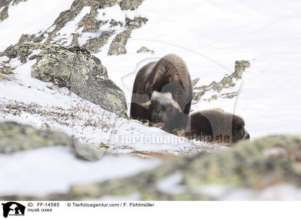 Moschusochsen / musk oxes / FF-14585