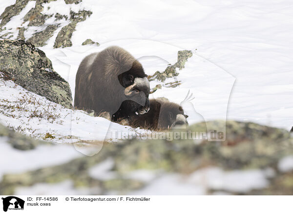 Moschusochsen / musk oxes / FF-14586