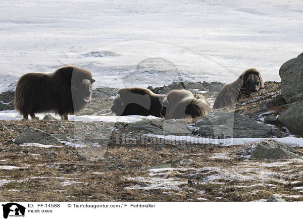 Moschusochsen / musk oxes / FF-14588