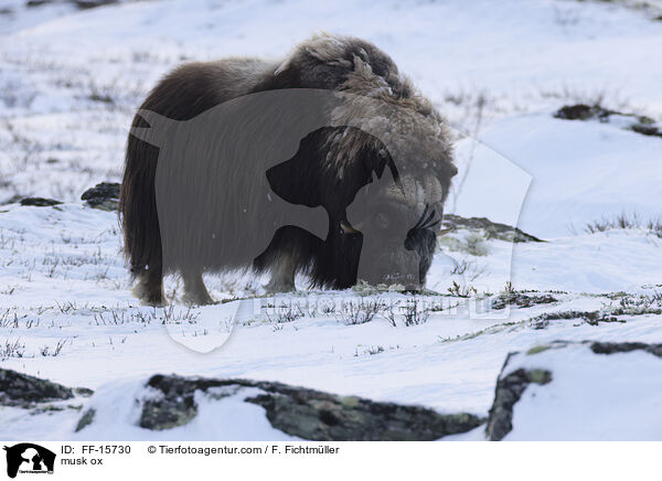 Moschusochse / musk ox / FF-15730