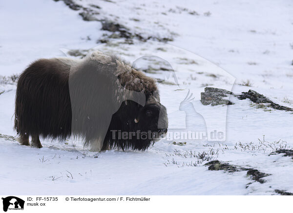 Moschusochse / musk ox / FF-15735