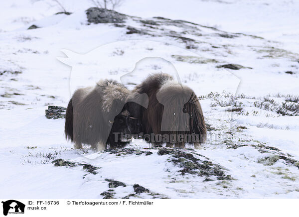 Moschusochse / musk ox / FF-15736
