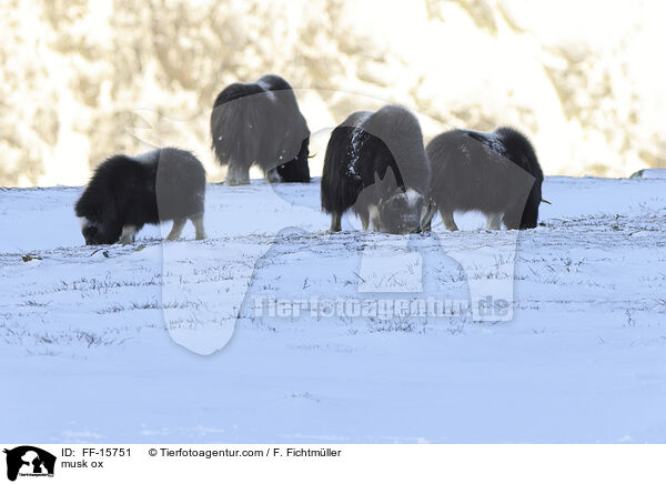 Moschusochse / musk ox / FF-15751