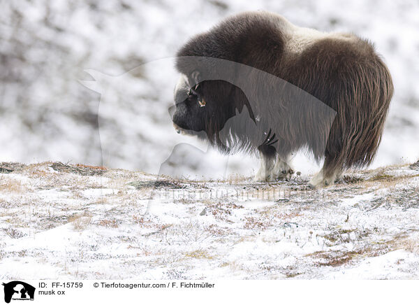 musk ox / FF-15759