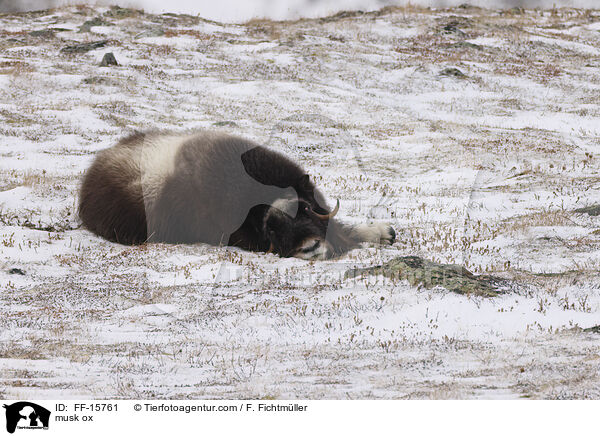 musk ox / FF-15761