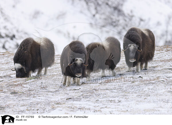 Moschusochse / musk ox / FF-15769