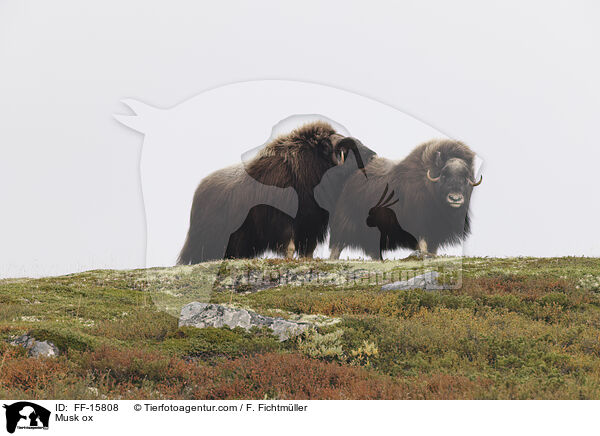 Moschusochse / Musk ox / FF-15808