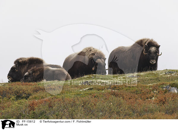 Moschusochse / Musk ox / FF-15812