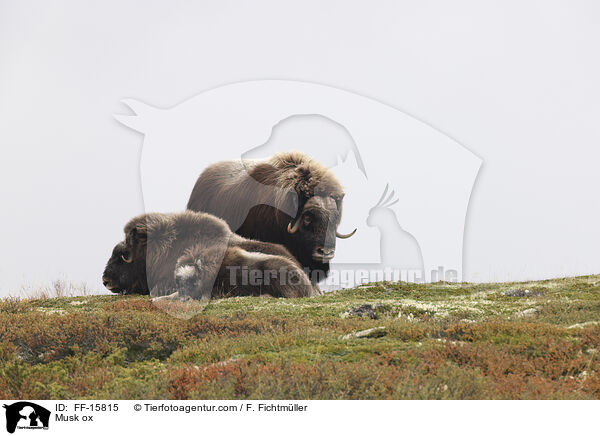 Moschusochse / Musk ox / FF-15815