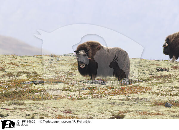 Moschusochse / Musk ox / FF-15822