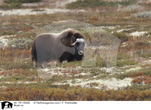 Moschusochse / Musk ox / FF-15826