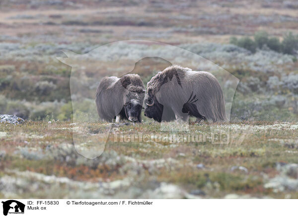Moschusochse / Musk ox / FF-15830