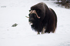 musk ox