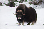 musk ox