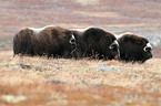 musk oxes