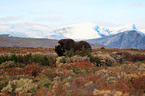 musk ox