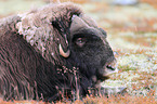 musk ox